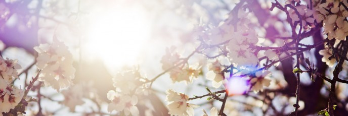 Blooming